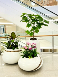 奉化绿化养护技术-海曙租花木千套方案价格-杭州湾绿植租赁装饰-鄞州花木租摆效果